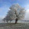 Notre chêne sous le givre du 31/12/2016